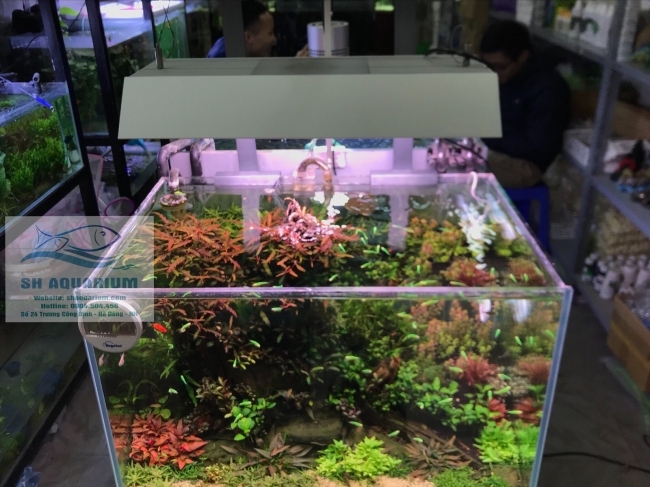 Tấm chắn sáng cho đèn Vivid 2
