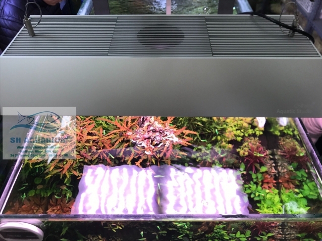 Tấm chắn sáng cho đèn Vivid 2