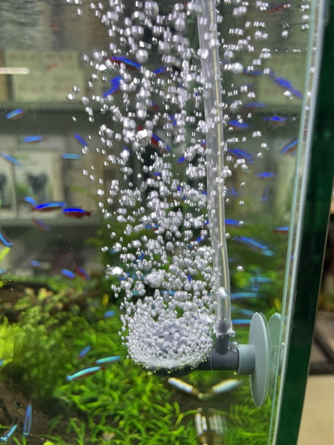 Máy sủi Oxy Dophin AP1501
