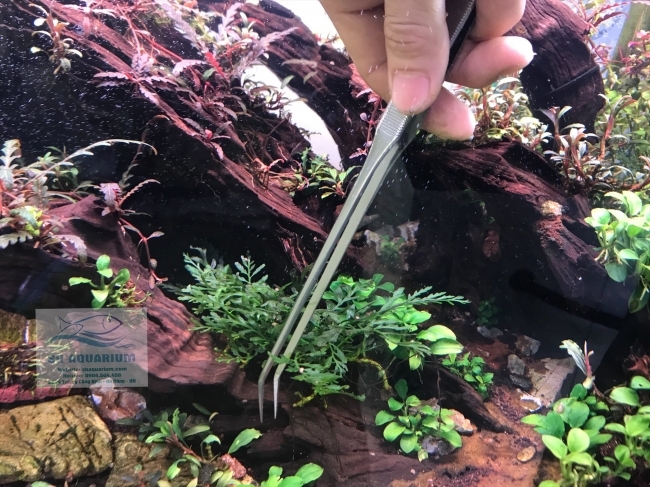 Nhíp Trồng Cây Up Aqua D606