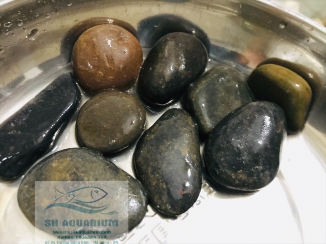 Sỏi cuội nhăn
