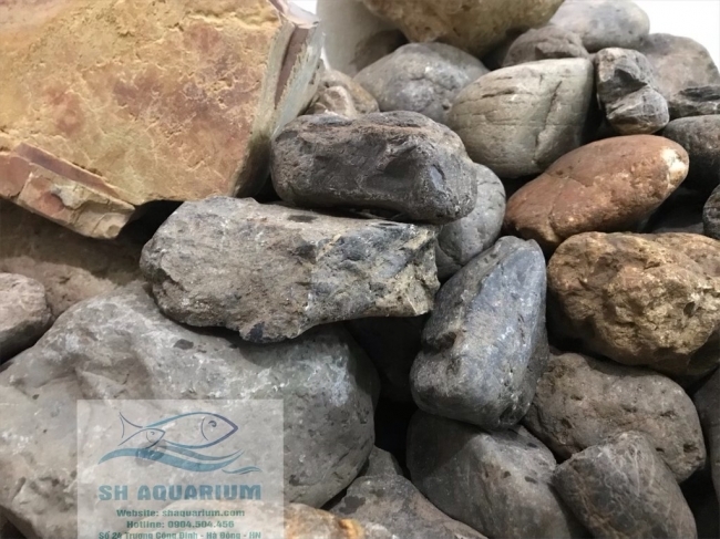 Sỏi cuội nhăn