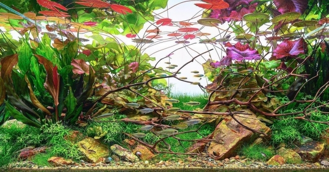 ĐÈN CHIHIROS WRGB PRO 45CM