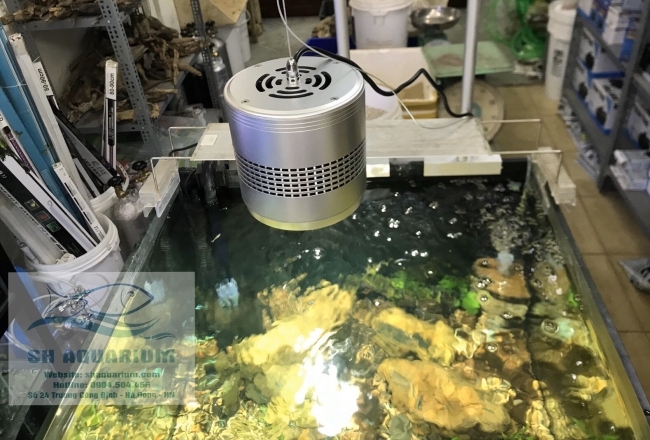 Đèn Led Trứng Bạc 50w LSH50