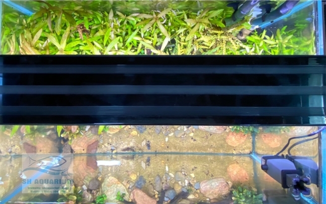 Đèn Led 5 Hàng Quanlong Siêu Sáng Đổi Màu 60cm