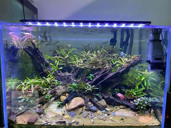 Đèn Led 5 Hàng Quanlong Siêu Sáng Đổi Màu 60cm