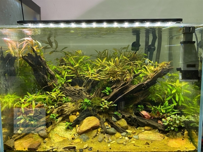 Đèn Led 5 Hàng Quanlong Siêu Sáng Đổi Màu 60cm
