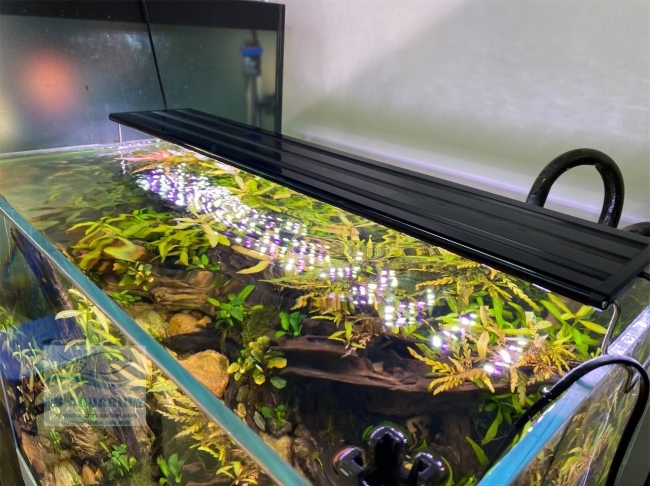 Đèn Led 5 Hàng Quanlong Siêu Sáng Đổi Màu 60cm