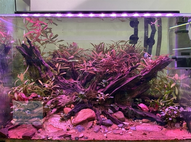 Đèn Led 5 Hàng Quanlong Siêu Sáng Đổi Màu 60cm