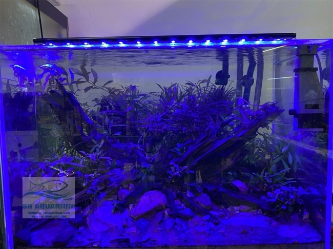 Đèn Led 5 Hàng Quanlong Siêu Sáng Đổi Màu 60cm