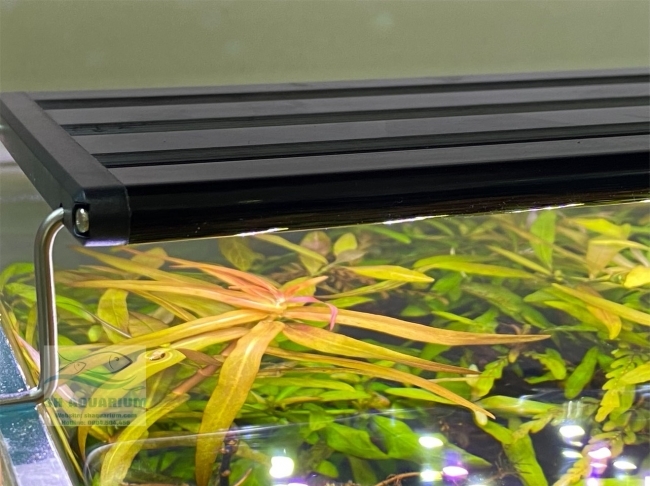 Đèn Led 5 Hàng Quanlong Siêu Sáng Đổi Màu 60cm