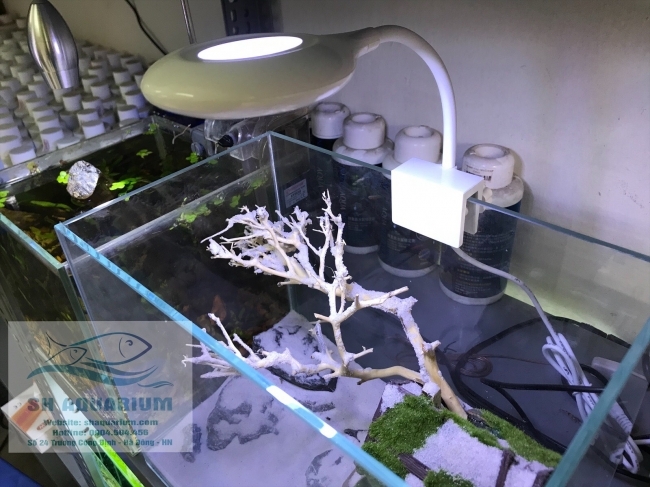 Đèn Led Sobo cho hồ cá, hồ thuỷ sinh
