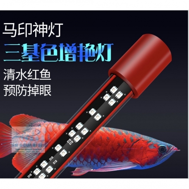 ĐÈN LED CÁ RỒNG MAYIN SUPER COLOUR CHUYÊN DỤNG CHO HUYẾT LONG 172CM