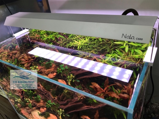 Đèn RGB Nala C600 thế hệ mới