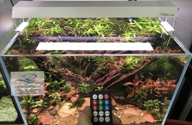 Đèn RGB Nala C600 thế hệ mới