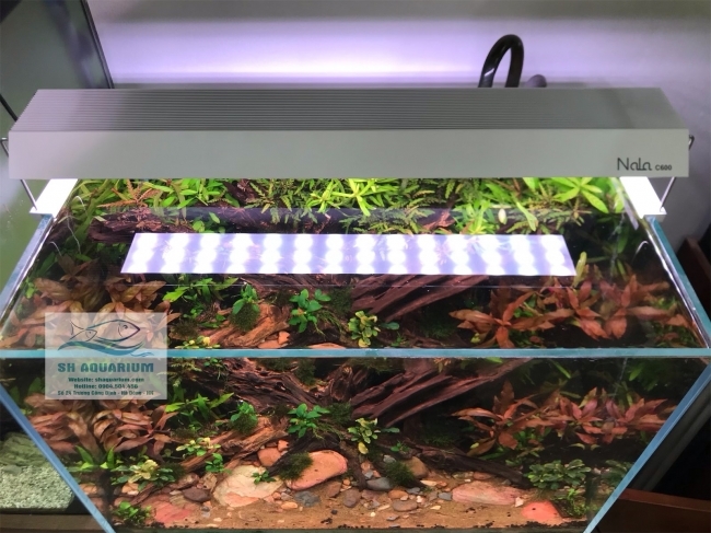 Đèn RGB Nala C600 thế hệ mới