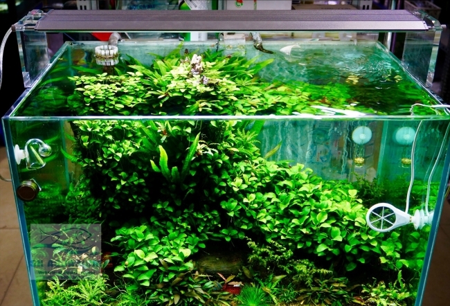 ĐÈN WEEK AQUA M600 PRO