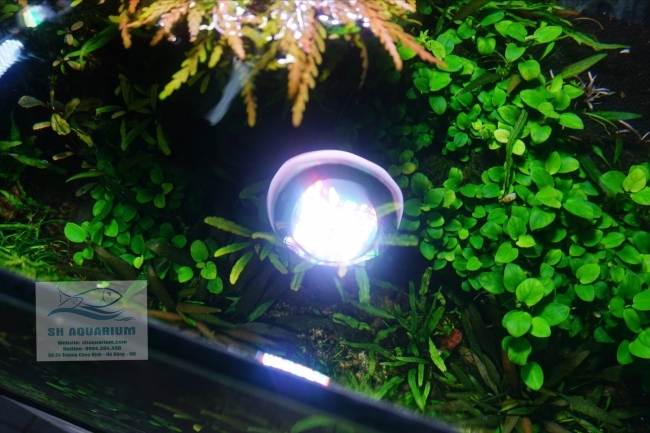 ĐÈN WEEK ROCKET RGB T70 Có Bảng Điều Khiển Màu