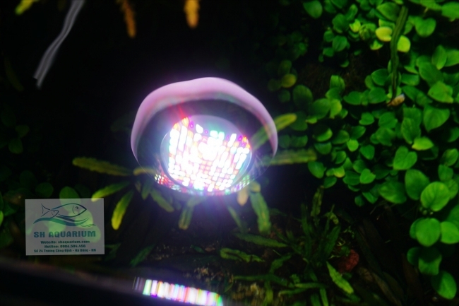 ĐÈN WEEK ROCKET RGB T70 Có Bảng Điều Khiển Màu