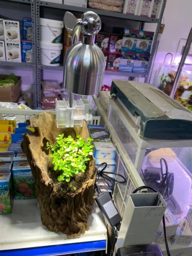 Đèn Xinma 5w 3 chế độ