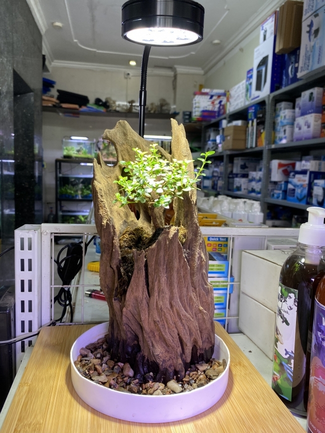 Đèn Đế Gỗ 7W