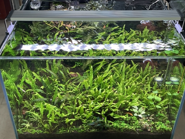 ĐÈN CHIHIROS B-SERIA B90
