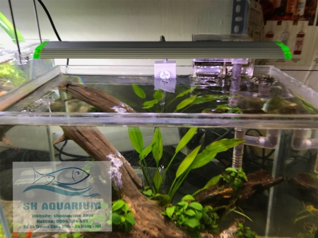 Đèn led kẹp Up Aqua N25