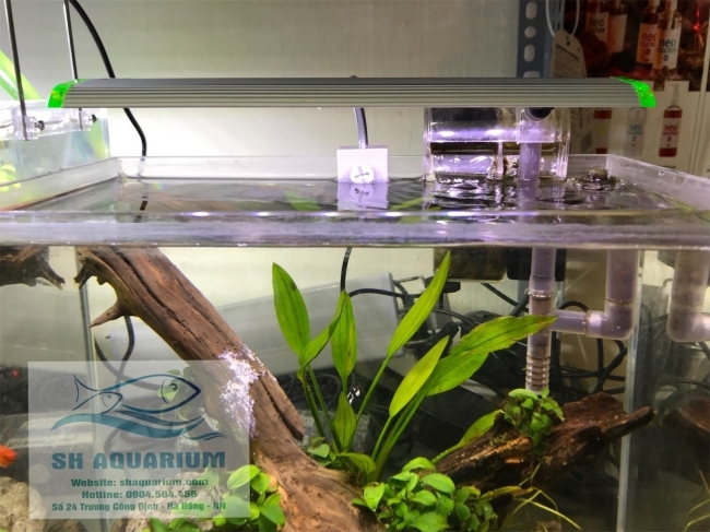 Đèn led kẹp Up Aqua N25