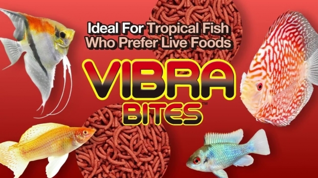 Thức ăn cá cảnh Hikari Vibra dinh dưỡng cao, tăng màu, tránh sình bụng