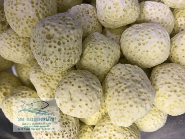 Sứ viên tròn vàng