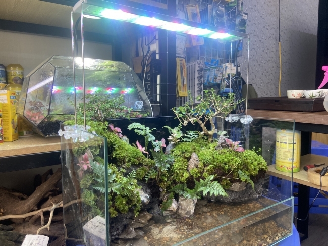 Đèn Led Coco WRGB R900