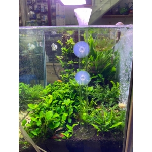 Bộ ống và chén cho tép ăn