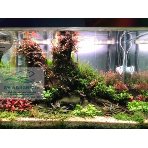 Đèn Chihiros WRGB2 60cm