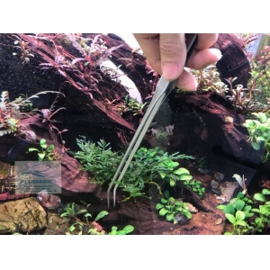Nhíp Trồng Cây Up Aqua D606