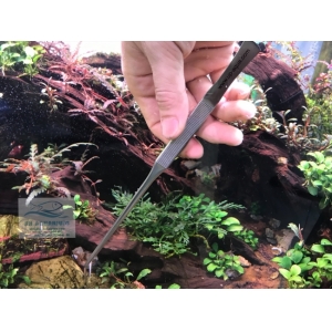 Nhíp Trồng Cây Up Aqua D606