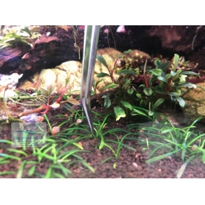 Nhíp Trồng Cây Up Aqua D606