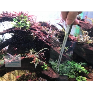 Nhíp Trồng Cây Up Aqua D606