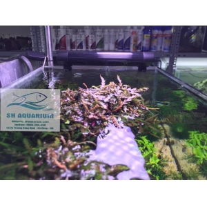 Quạt làm mát BOYU FS 602 - 604