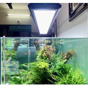 ĐÈN WEEK P600 PRO