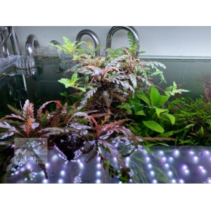 ĐÈN WEEK P600 PRO