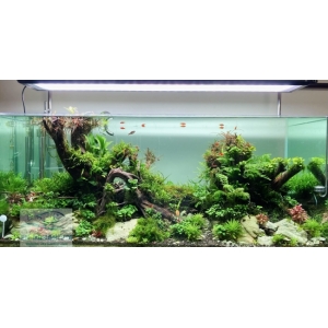 ĐÈN WEEK P900 PRO