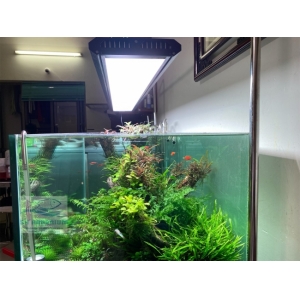 ĐÈN WEEK P600 PRO