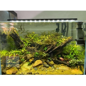 Đèn Led 5 Hàng Quanlong Siêu Sáng Đổi Màu 60cm