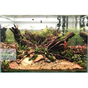 Đèn RGB Nala C600 thế hệ mới