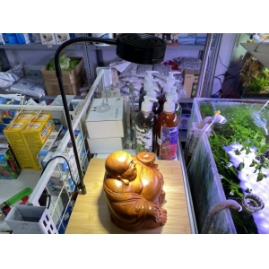 Đèn Đế Gỗ 7W