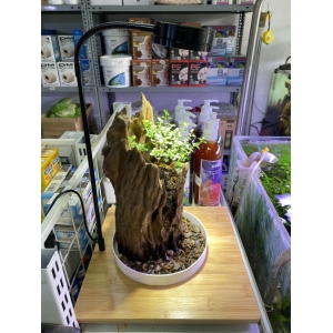 Đèn Đế Gỗ 7W