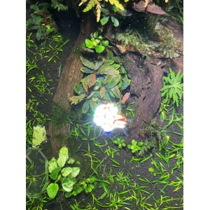 Đèn Led WRGB công suất 45W, có chân cao, dành cho bể thuỷ sinh, bể bán cạn