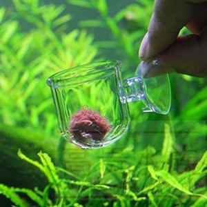 Cốc Đựng Giun Thủy Tinh